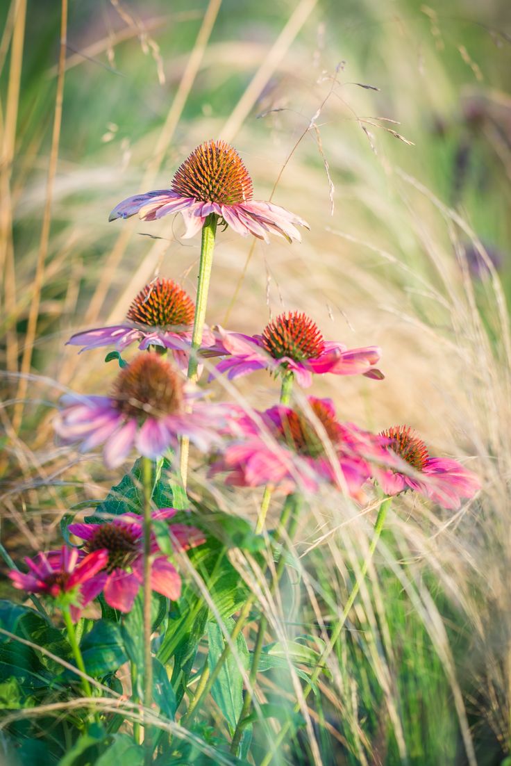  에키네시아(Echinacea purpurea) 정원에서의 관리 방법
