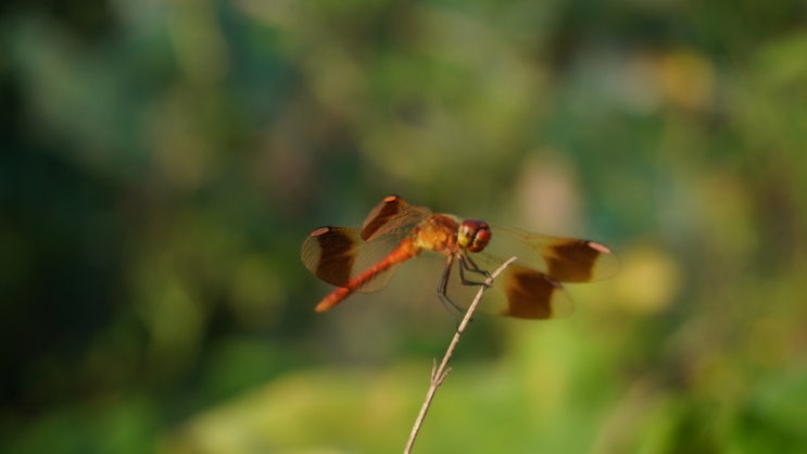 잠자리(dragonfly)/먹이, 계절, 유충, 익충, 천적, 유기농 생태텃밭