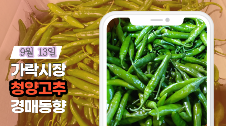  [경매사 일일보고] 9월 13일자 가락시장 청양고추 경매동향을 살펴보겠습니다!