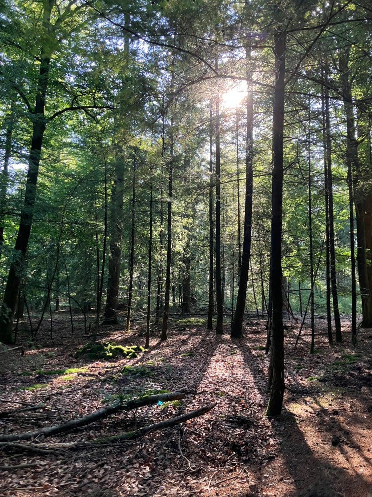 네덜란드 뵐루 국립공원 Het Nationale Park De Hoge Veluwe 네덜란드 뵐루 국립공원 Het Nationale Park De Hoge Veluwe