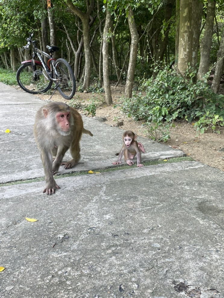 [베트남 여행] DAY 7 '나트랑' 몽키아일랜드(원숭이 섬), 귀청소만 받는 곳, 멜롯호텔 0.5박