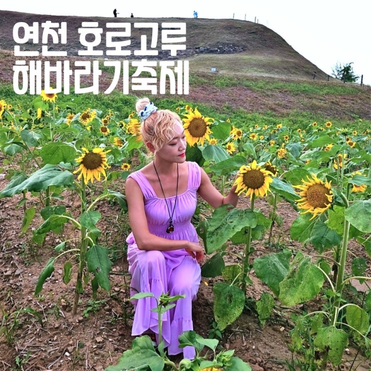  연천 호로고루 해바라기 축제 호로고루성 통일바라기