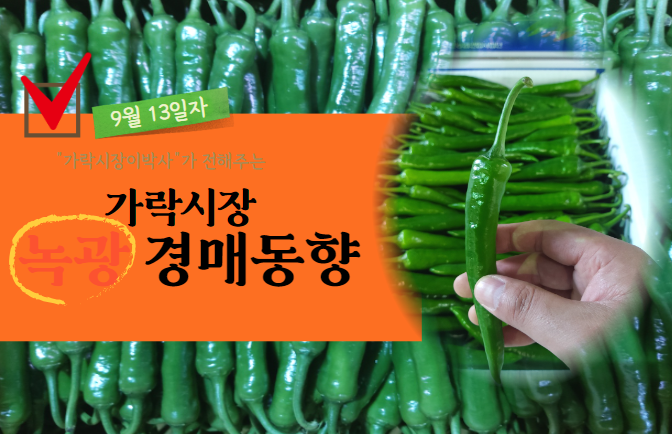  [경매사 일일보고] 9월 13일자 가락시장 녹광 경매동향을 살펴보겠습니다!