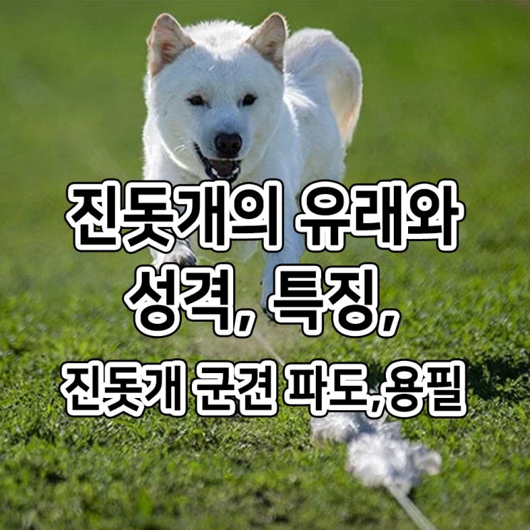  진돗개에 관하여...