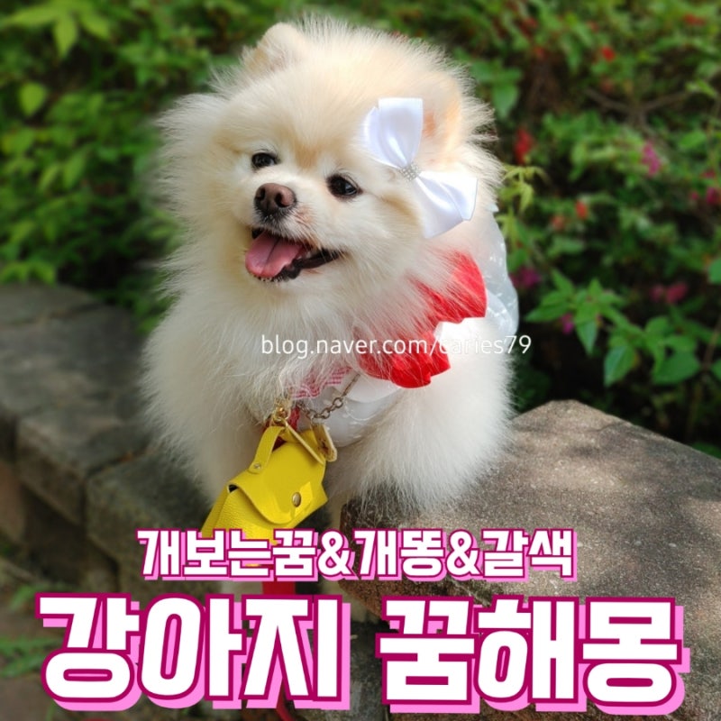 강아지보는꿈, 개똥 꿈해몽, 갈색 강아지 꿈해몽 의미