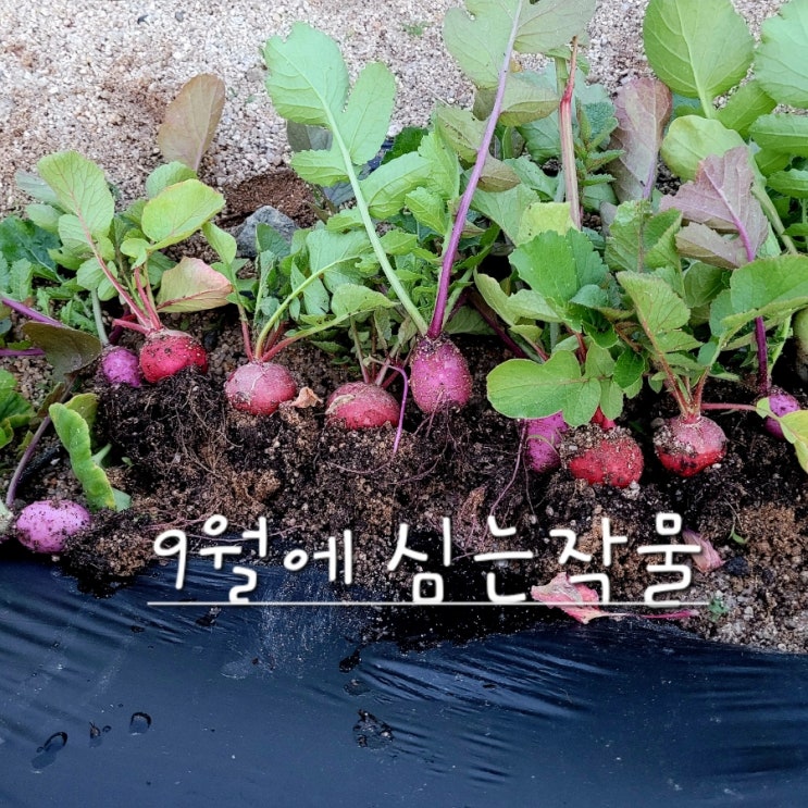  9월에 심는 작물 추천 텃밭 주변 살피기