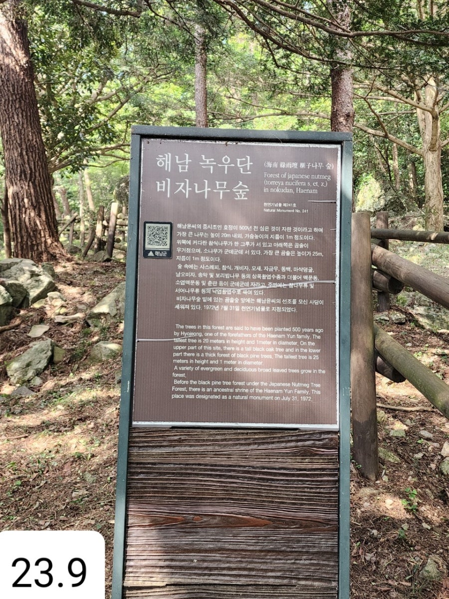 녹우단비자나무숲 사진 6