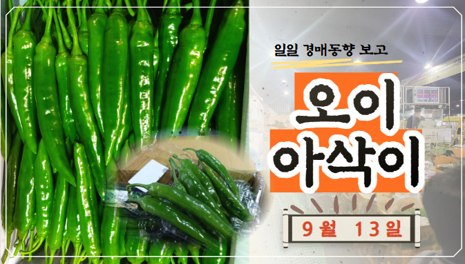 [경매사 일일보고] 9월 13일자 가락시장 오이아삭이 경매동향을 살펴보겠습니다!