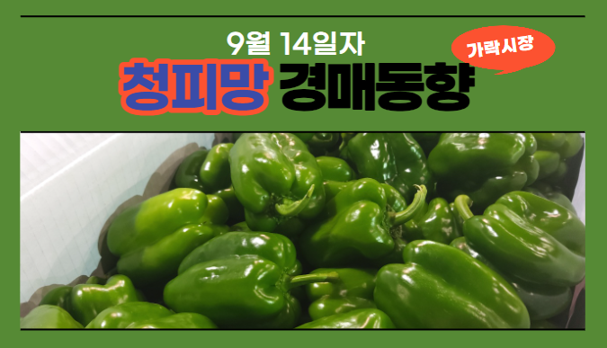  [경매사 일일보고] 9월 14일자 가락시장 청피망 경매동향을 살펴보겠습니다!