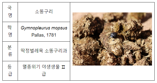 멸종위기종 소똥구리, 반세기 만에 우리 곁으로 돌아온다 멸종위기종 소똥구리, 반세기 만에 우리 곁으로 돌아온다