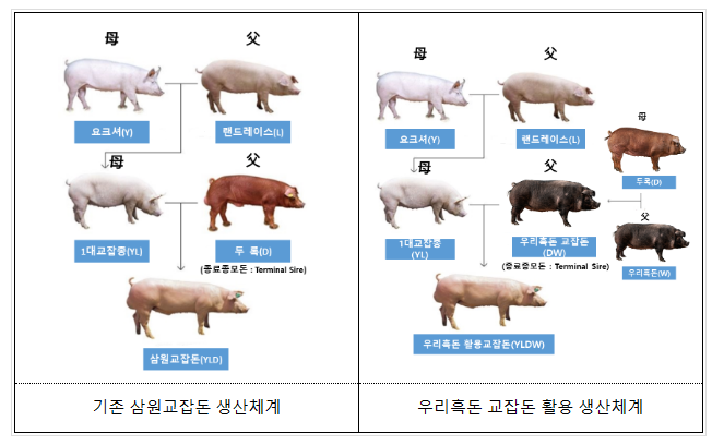 ‘우리흑돈’ 교잡돈, 국내 돼지 생산체계에 시범 적용