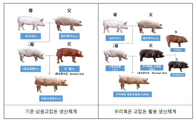 ‘우리흑돈’ 교잡돈, 국내 돼지 생산체계에 시범 적용 ‘우리흑돈’ 교잡돈, 국내 돼지 생산체계에 시범 적용