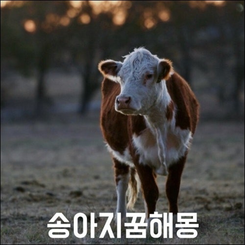 송아지낳는꿈, 송아지나오는꿈 해몽해요