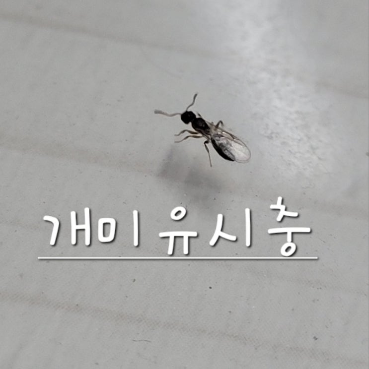  개미유시충 공부 시간
