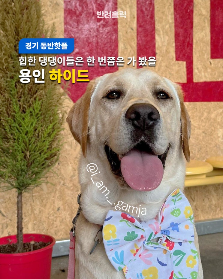 용인 애견동반카페 하이드, 힙한 댕댕이 멍푸치노 맛집