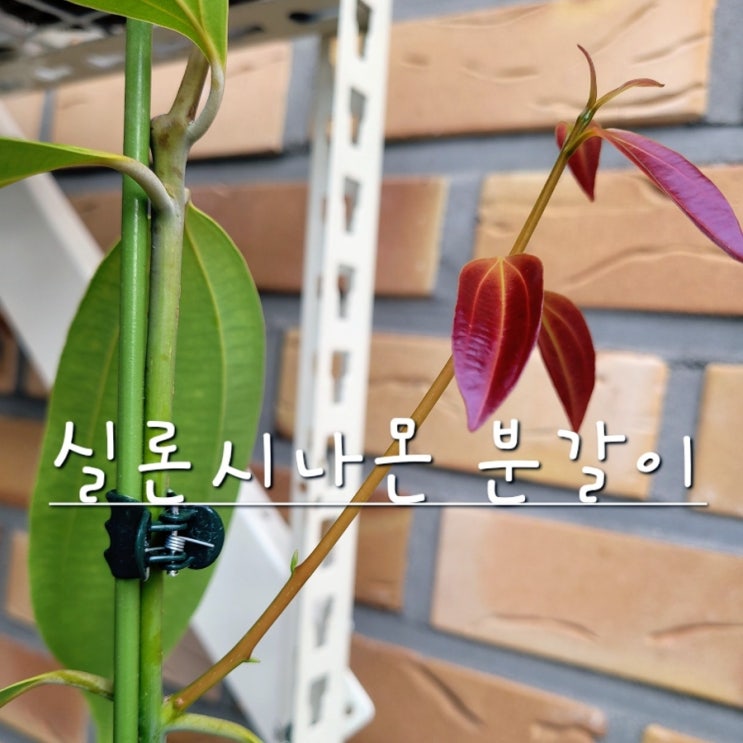  계피와 시나몬의 차이 알아보기, 실론 시나몬 나무 분갈이