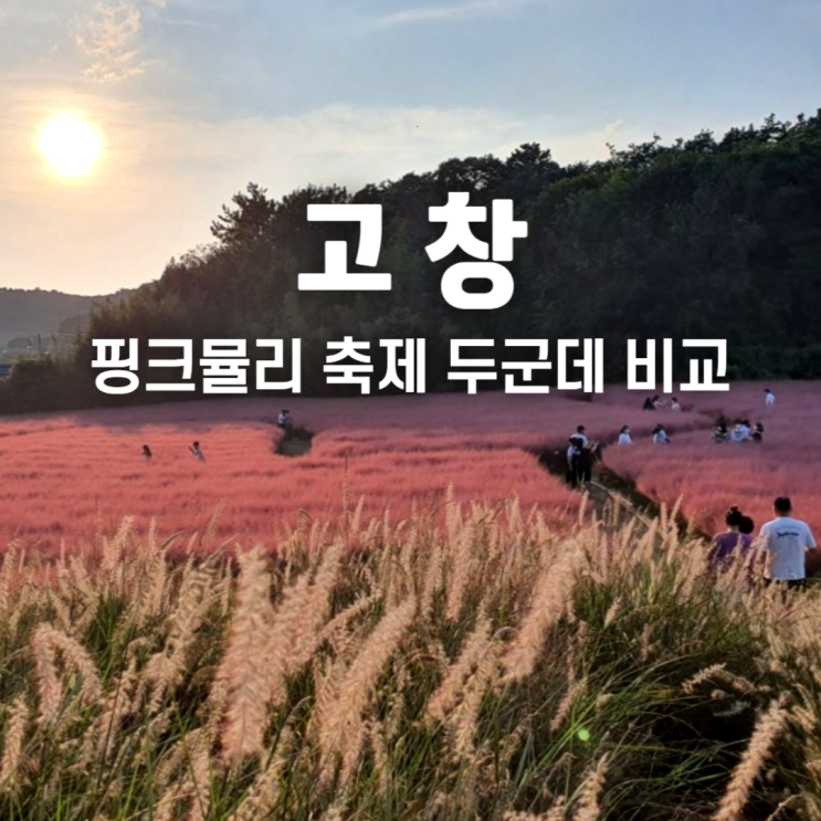  고창 핑크뮬리 축제 꽃객프로젝트 청농원 비교