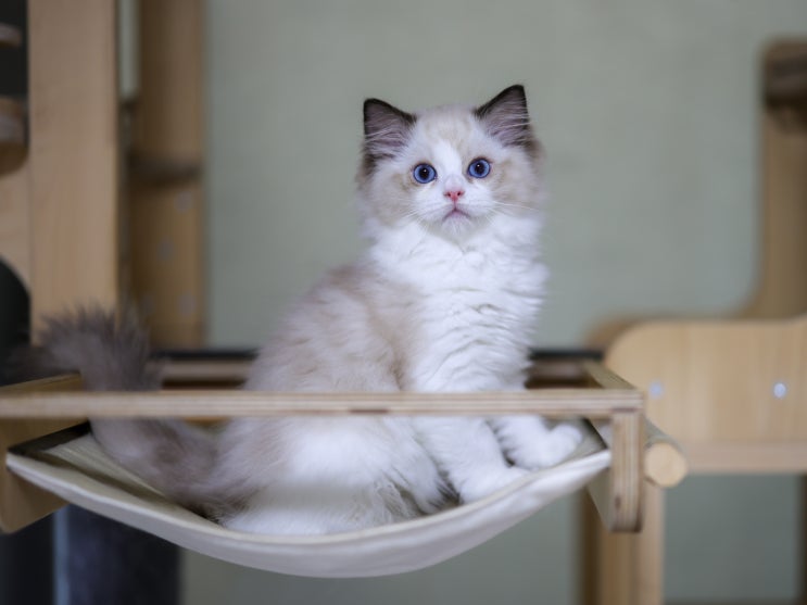 랙돌 고양이 씰바이 생후 3개월 성장 모습, 패턴 종류 무늬 털색 특징