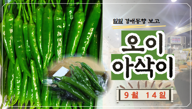  [경매사 일일보고] 9월 14일자 가락시장 오이아삭이 경매동향을 살펴보겠습니다!