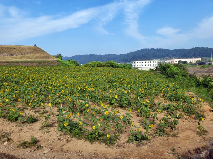  연천 해바라기(통일 바라기) 축제 다녀왔어요!