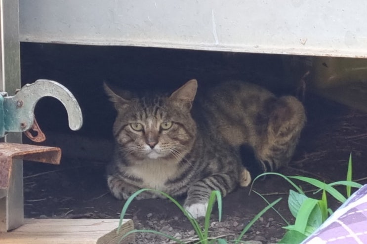  길고양이 밥 먹이 줄 때 고양이 먹어도 되는 음식 먹으면 안 되는 음식 알아두세요(달걀 우유 조개류 생고기 등)
