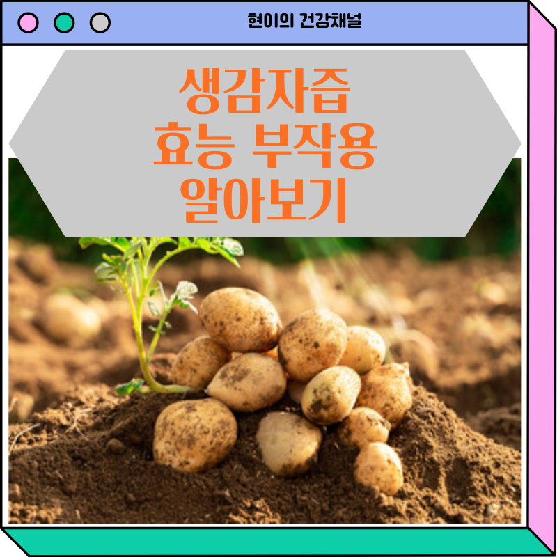 생감자즙 효능 부작용 하루 섭취량 알아보기