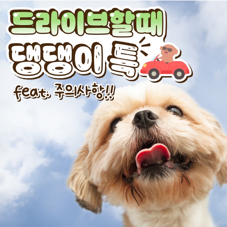  드라이브할 때 강아지 특징과 주의해야 할 점