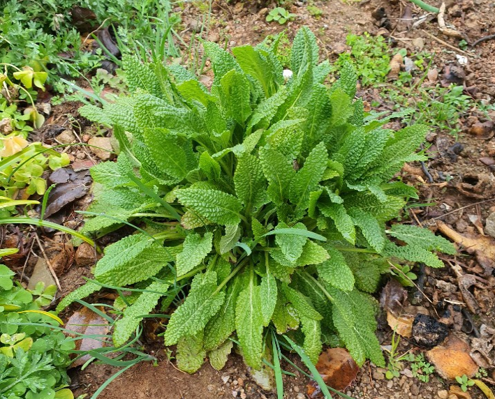  산야초 이야기