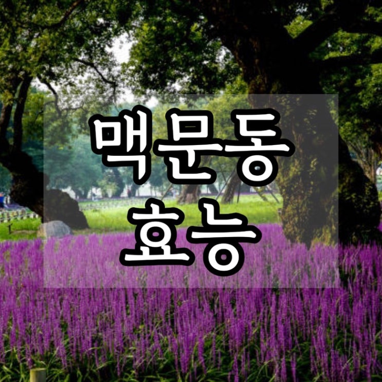  맥문동 효능 부작용 맥문동차 복용법