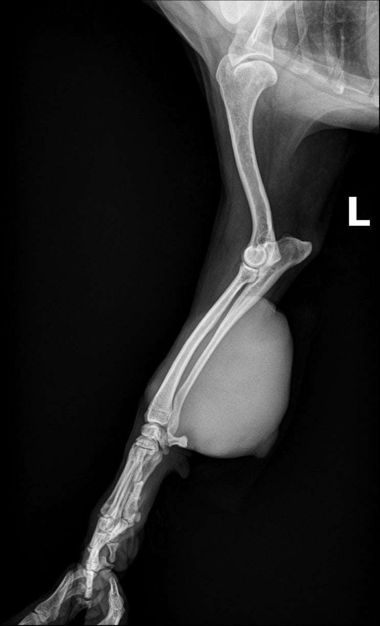 종양으로 인한 좌측 앞다리 절단술(forelimb amputation)