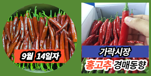  [경매사 일일보고] 9월 14일자 가락시장 홍고추 경매동향을 살펴보겠습니다!