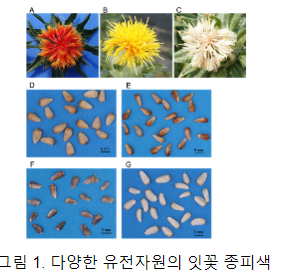 ‘잇꽃씨’, 꽃과 종자 색 따라 불포화지방산 함량 달라 ‘잇꽃씨’, 꽃과 종자 색 따라 불포화지방산 함량 달라