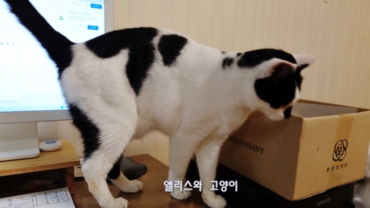  고양이 박스 숨숨집 상자 좋아하는 습성 컴퓨터 할 때 이용하기