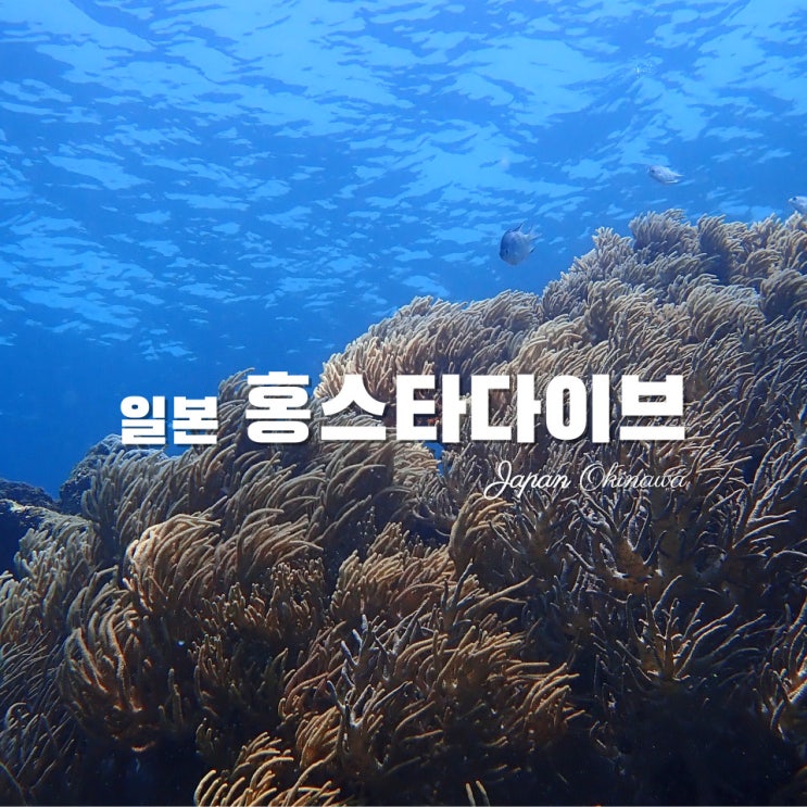  [일본여행·오키나와바다] 한인샵 홍스타다이브 -스쿠버다이빙·푸른동굴·스노쿨링·예약