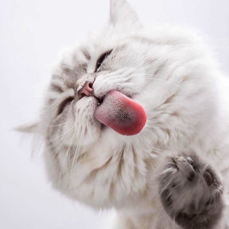 고양이 혀 돌기와 낼름 내밀기 행동 의미, 혓바닥 내밀고 메롱하는 이유