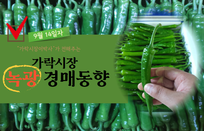  [경매사 일일보고] 9월 14일자 가락시장 녹광 경매동향을 살펴보겠습니다!