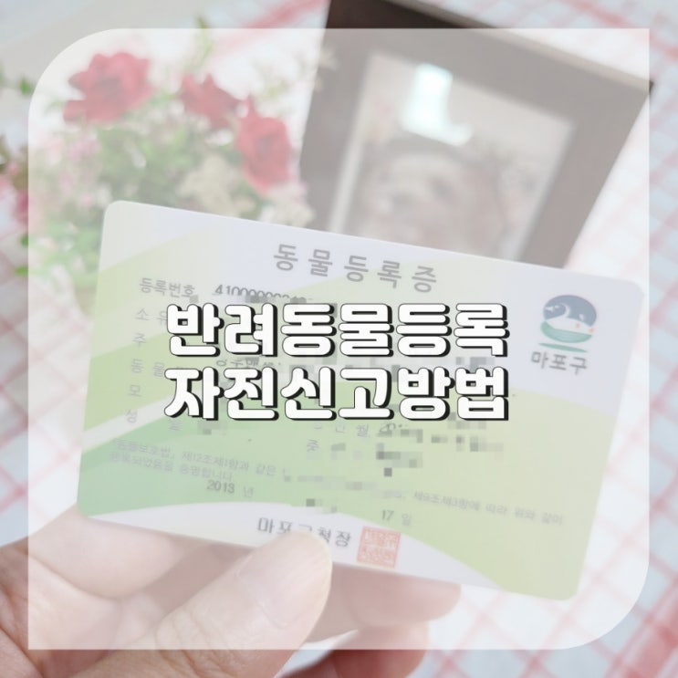  반려 동물등록 자진신고기간 강아지동물 등록 변경 방법