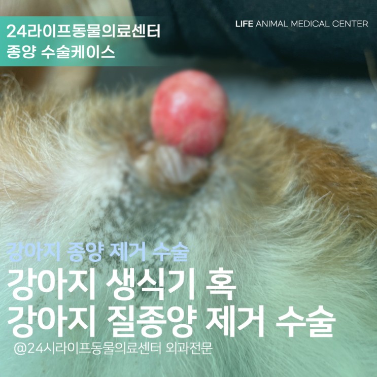 대구 강아지종양수술 : 강아지 생식기 혹 강아지 질종양 수술