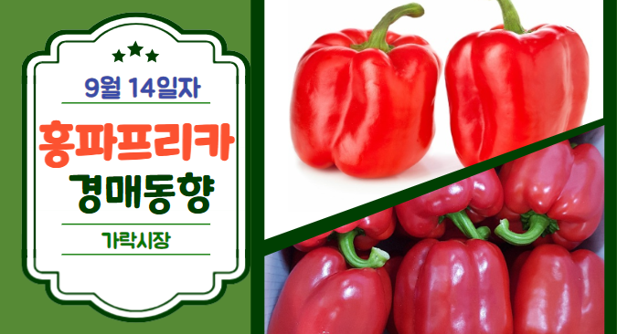  [경매사 일일보고] 9월 14일자 가락시장 홍파프리카 경매동향을 살펴보겠습니다!