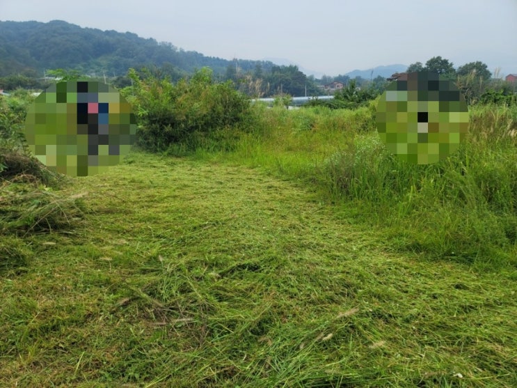  2023년 김천 대항면 덕천리 대형 산소 1기 벌초 고인돌장의사 구미 선산 상주 황간 영동 성주