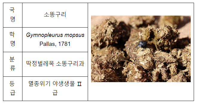 멸종위기종 소똥구리, 반세기 만에 우리 곁으로 돌아온다