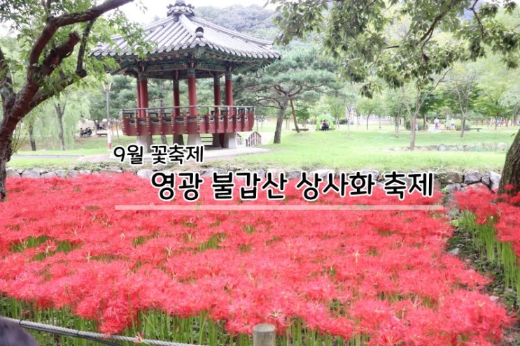 불갑사 상사화 축제, 일정 및 프로그램 정보