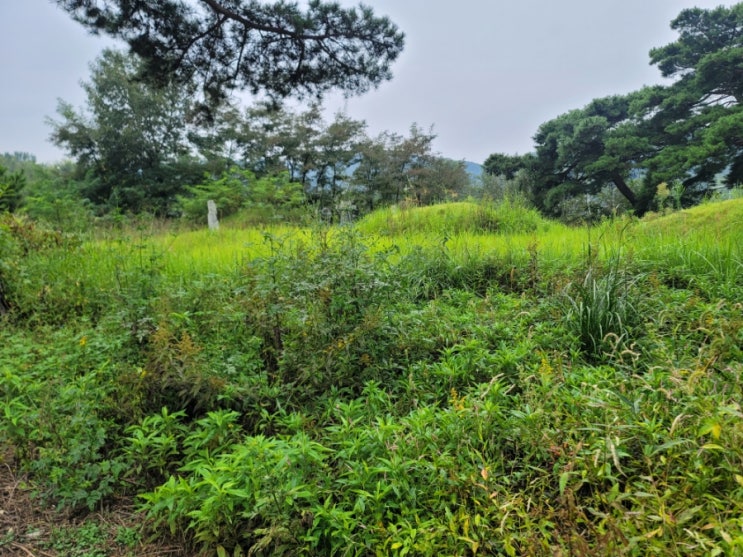  2023년 경상북도 김천시 대항면 덕천리 3기 벌초 고인돌장의사 #선산벌초 #구미벌초 #황간벌초 #영동벌초 #성주벌초 #상주벌초 #문경벌초 #칠곡벌초 #벌초대행 #벌초