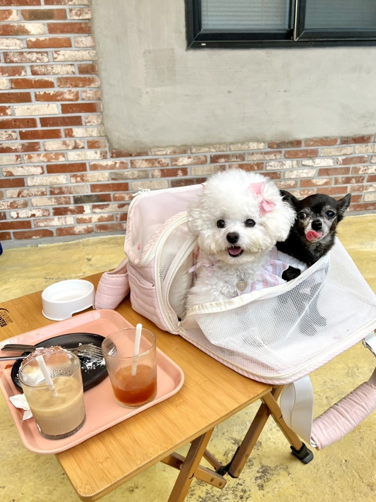  [실내/테라스] 구리 애견동반 나이스퍼센트 조용하고 예쁜 창문뷰 카페