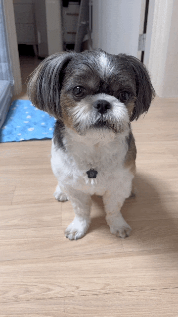  8월 월간 일기 하이랑 함께해서 행복했따