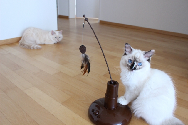 고양이 장난감: 고양이와의 더 즐거운 시간을 위한 선택