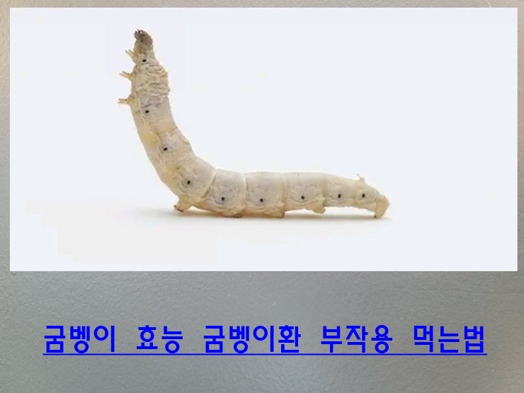  굼벵이 효능 환, 가루, 부작용 다양하게 먹는법
