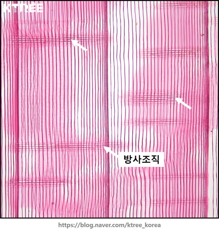  침엽수의 방사조직 :: 방사가도관, 방사유세포의 구분