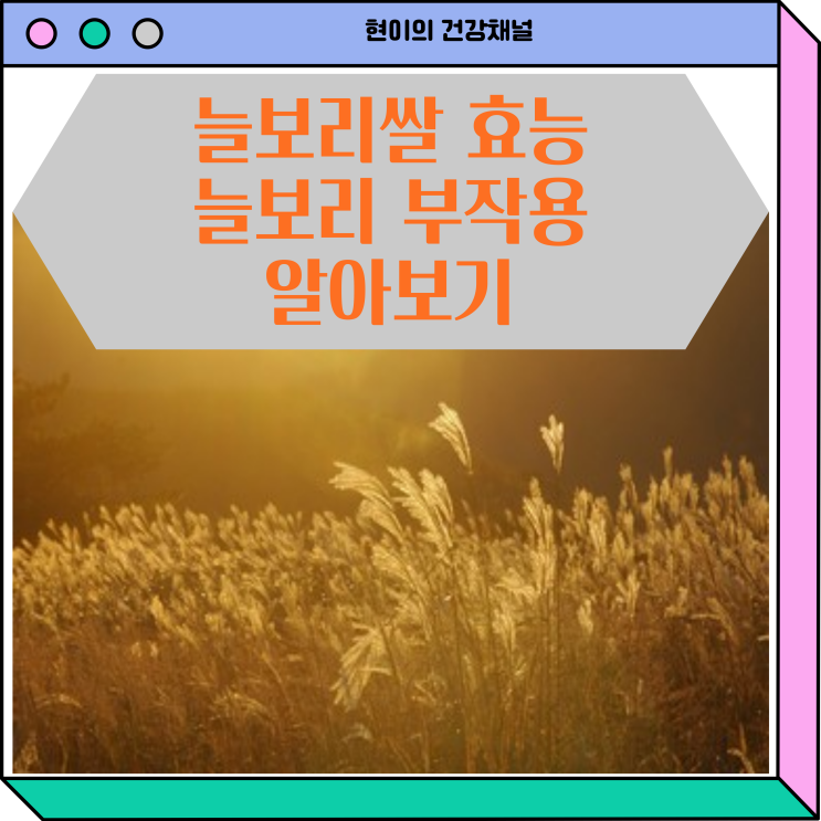  늘보리 효능 늘보리쌀 부작용