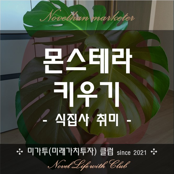  [식집사] 몬스테라 델리시오사 키우기